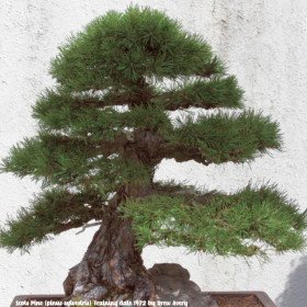 Pin sylvestre, Pin de Riga, Pinus sylvestris